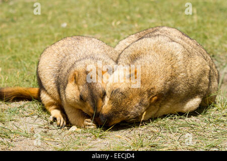 Couple de marmottes drôle sur l'herbe verte (Ladakh, Inde) Banque D'Images