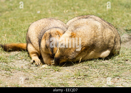 Drôle de couple avec les marmottes bisquit sur l'herbe verte Banque D'Images