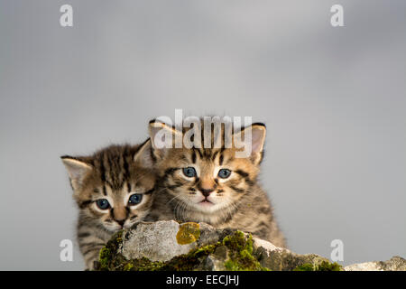 Paire de tabby chatons jouer dehors, UK Banque D'Images