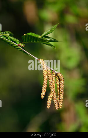 Boucles d'Bouleau flexible (Betula lenta) libre Banque D'Images