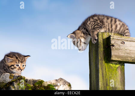 Paire de tabby chatons jouer dehors, UK Banque D'Images
