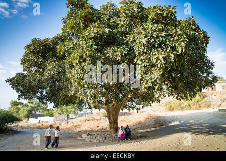 L'Éthiopie, scènes de rue, Mekele ou Mekelle, Ethiopie, Afrique Banque D'Images