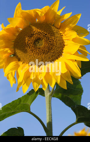 Feild de tournesols Banque D'Images