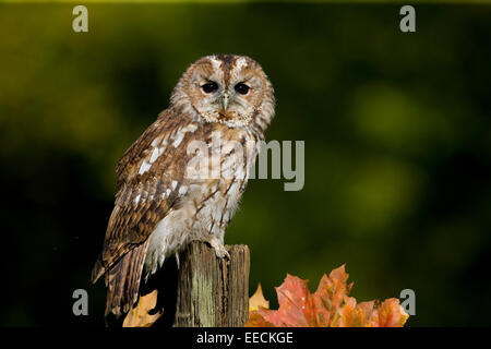 Tawny Owl perching sur un post Banque D'Images