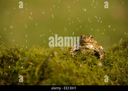 Un crapaud au repos Banque D'Images