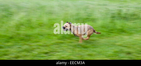 Border Terrier chien courir vite - galop - au Royaume-Uni Banque D'Images