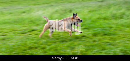 Border Terrier dog running away avec balle de tennis au Royaume-Uni Banque D'Images