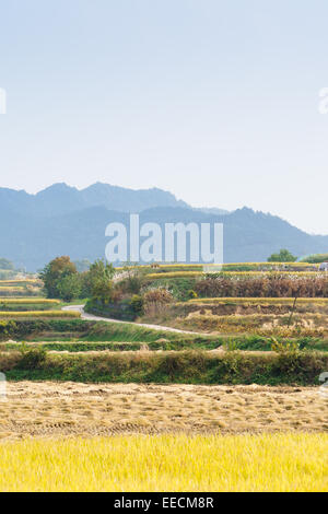 Vue des terrasses de riz en automne à Andong, Corée Banque D'Images