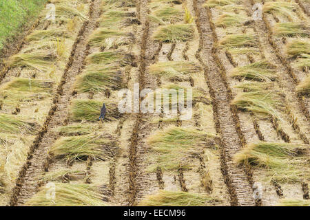 Les pailles des plants de riz dans un champ après la récolte Banque D'Images