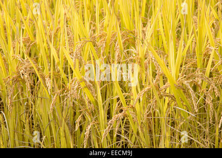 Gros plan du riz complet mûrissent en automne Banque D'Images