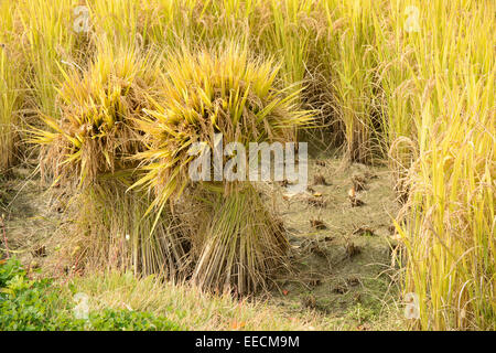 Plein de seaf mûrissent dans un riz paddy en automne Banque D'Images