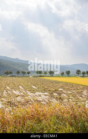 Vue du riz doré à l'automne de paddy, situé à Andong, Corée-si Banque D'Images