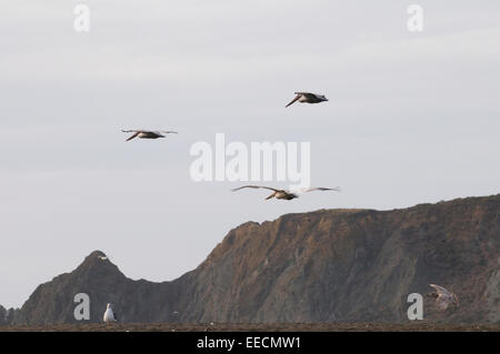 Le Pélican brun en vol au-dessus du Pacifique côte californienne USA Banque D'Images