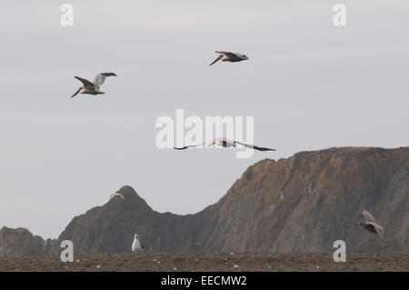 Le Pélican brun en vol au-dessus du Pacifique côte californienne USA Banque D'Images