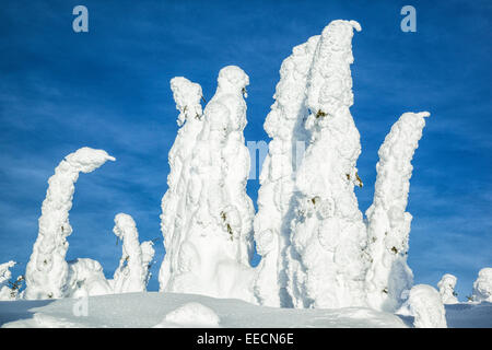 Arbres couverts de neige sur Silver Star Mountain, Colombie-Britannique, Canada. Banque D'Images