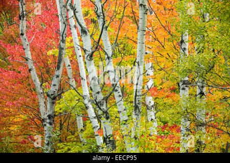 Les peupliers et les couleurs de l'automne, la Ville du Grand Sudbury, Ontario, Canada Banque D'Images