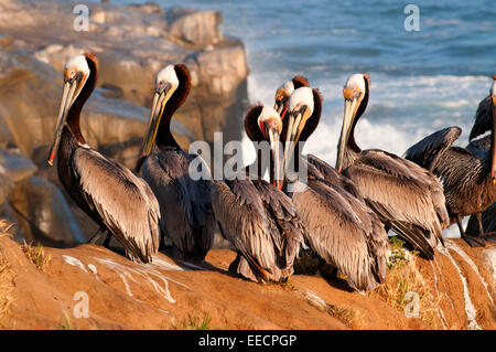 Le Pélican brun (Pelecanus occidentalis), Ellen Browning Scripps Parc Marin, La Jolla, Californie Banque D'Images