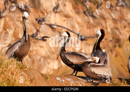 Le Pélican brun (Pelecanus occidentalis), Ellen Browning Scripps Parc Marin, La Jolla, Californie Banque D'Images