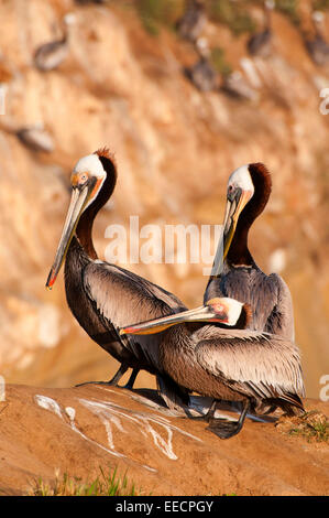 Le Pélican brun (Pelecanus occidentalis), Ellen Browning Scripps Parc Marin, La Jolla, Californie Banque D'Images