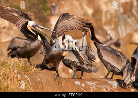 Le Pélican brun (Pelecanus occidentalis), Ellen Browning Scripps Parc Marin, La Jolla, Californie Banque D'Images