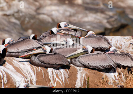 Le Pélican brun (Pelecanus occidentalis), Ellen Browning Scripps Parc Marin, La Jolla, Californie Banque D'Images