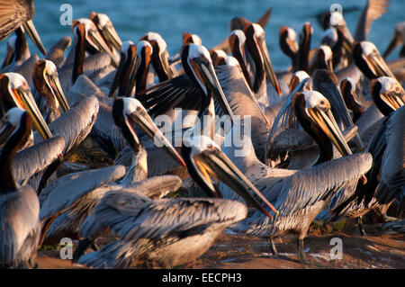 Le Pélican brun (Pelecanus occidentalis), Ellen Browning Scripps Parc Marin, La Jolla, Californie Banque D'Images