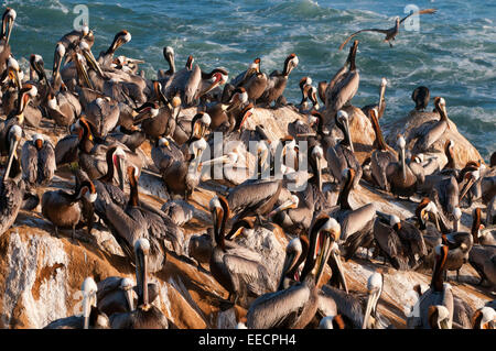 Le Pélican brun (Pelecanus occidentalis), Ellen Browning Scripps Parc Marin, La Jolla, Californie Banque D'Images