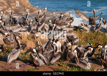 Le Pélican brun (Pelecanus occidentalis), Ellen Browning Scripps Parc Marin, La Jolla, Californie Banque D'Images