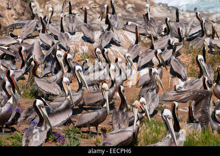 Le Pélican brun (Pelecanus occidentalis), Ellen Browning Scripps Parc Marin, La Jolla, Californie Banque D'Images