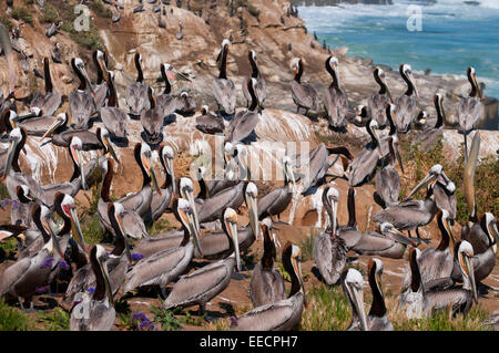 Le Pélican brun (Pelecanus occidentalis), Ellen Browning Scripps Parc Marin, La Jolla, Californie Banque D'Images