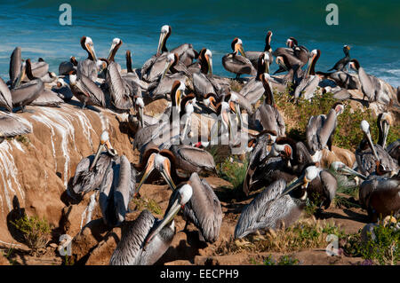 Le Pélican brun (Pelecanus occidentalis), Ellen Browning Scripps Parc Marin, La Jolla, Californie Banque D'Images