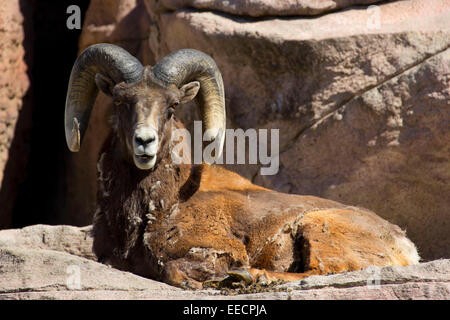 Le mouflon des montagnes, le Zoo de Denver, Denver, Colorado Banque D'Images