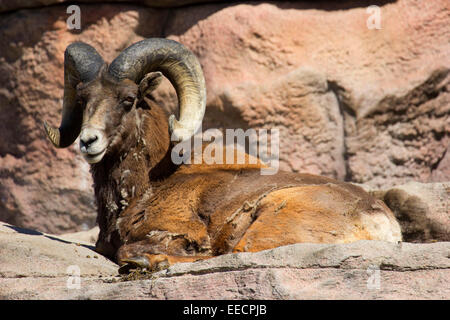 Le mouflon des montagnes, le Zoo de Denver, Denver, Colorado Banque D'Images