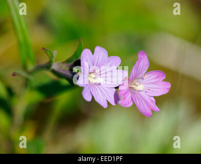 Marsh Willowherb - Epilobium palustre poussant dans saltmarsh Banque D'Images