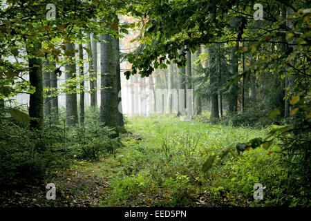 Wald, Baumstaemme Baumstämme Gegenlicht,,, Natur, végétation, Botanik, Pflanzen, Baeume Bäume, Staemme Stämme,,, Sonne, Sonnenst Banque D'Images