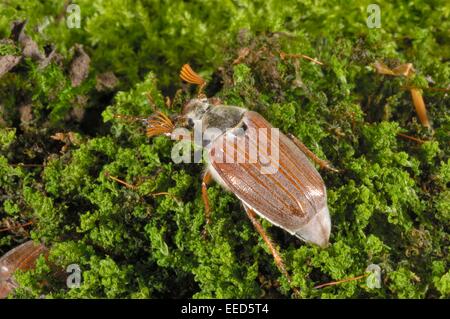 Cockchaffer - Bug peut commun (Melolontha melolontha) sur mousse Banque D'Images