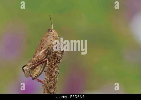 - Criquet italien italien grasshoper (Calliptamus italicus) en été Banque D'Images