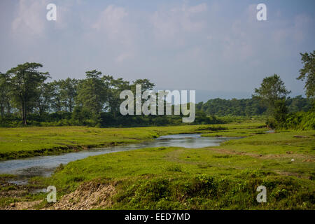 Prises du haut d'un éléphant par tourisme Le parc national de Chitwan, au Népal. Banque D'Images