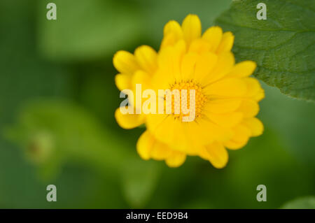 Close-up of yellow marigold flower contre green jardin contexte. Selecive point. Banque D'Images