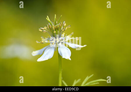 Close up de Nigella Sativa contre jardin contexte. Fleur de fleur de muscade ou de nigelle. Copier l'espace. Banque D'Images