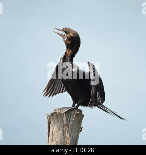 Black Bird, Little Cormorant (Phalacrocorax niger), debout sur le log Banque D'Images