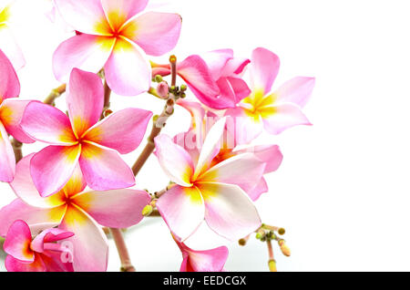 Belle pink plumeria ou Fangipani fleur, isolé sur fond blanc Banque D'Images