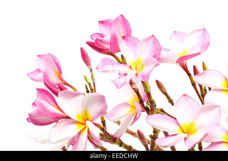 Belle pink plumeria ou Fangipani fleur, isolé sur fond blanc Banque D'Images