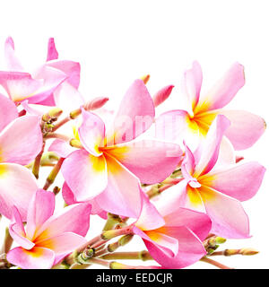 Belle pink plumeria ou Fangipani fleur, isolé sur fond blanc Banque D'Images