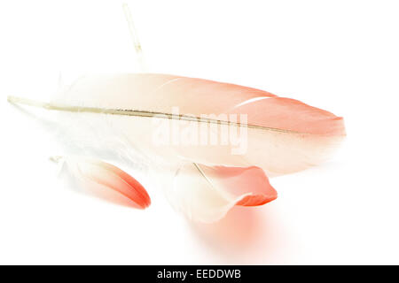 Flamingo feather, isolé sur fond blanc Banque D'Images