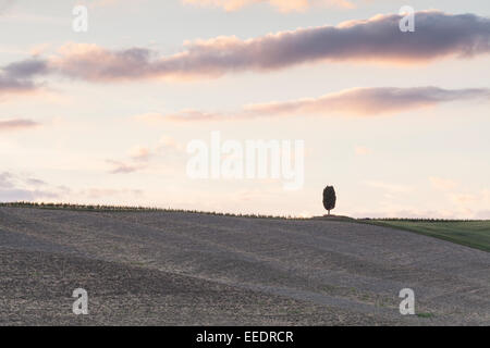 Un lone cypress tree dans la campagne toscane. Banque D'Images