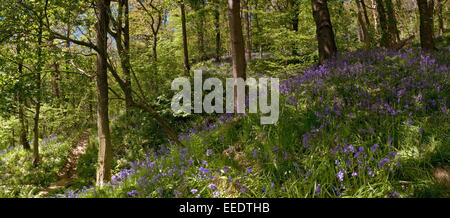 Bluebells à Aughton Woods dans le Lancashire, Angleterre, Royaume-Uni Banque D'Images