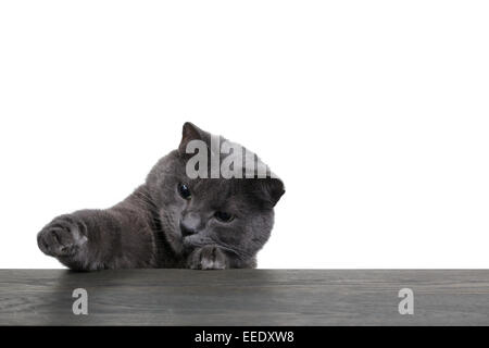 Portrait de chat sur planche de bois bleu blanc copyspace Banque D'Images