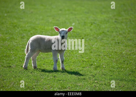 Cute baby lamb se trouve dans un champ vert Banque D'Images