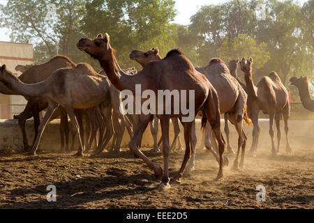 L'Inde, du Rajasthan, Bikaner, Centre d'élevage de chameaux Banque D'Images